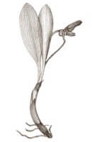 Mediocalcar geniculatum: Mediocalcar geniculatum J.J.Sm., fragment of flowering plant, drawing Natadipoera, based on Gjellerup 1071 p.p.