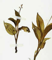 Crepidium yamapense: Crepidium yamapense (Marg., Szlach. & Rutk.) Marg., as Fingardia yamapensis Marg., Szlach. & Rutk., herbarium sheet, NGF (Streimann) 47612 (holotype specimen L)