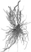 Octarrhena cylindrica: Octarrhena cylindrica J.J.Sm., habit, drawing Iljas, based on Gibbs 5993