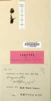 Corybas calliferus: Corybas callifer (J.J.Sm.) Schltr., herbarium sheet, Versteeg 1328, isotype specimen (L)