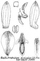 Dendrobium auricolor: Dendrobium auricolor J.J.Sm. (as Dendrobium auricolor J.J.Sm. var. major Schltr.), drawing R. Schlechter in Repert. Spec. Nov. Regni Veg. Beih. 21 (1923) t. 161, fig. 602