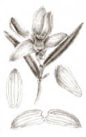 Glomera geelvinkensis: Glomera geelvinkensis J.J.Sm., drawing J.J. Smith, from Janowsky 396