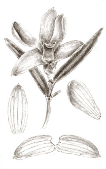 Glomera geelvinkensis