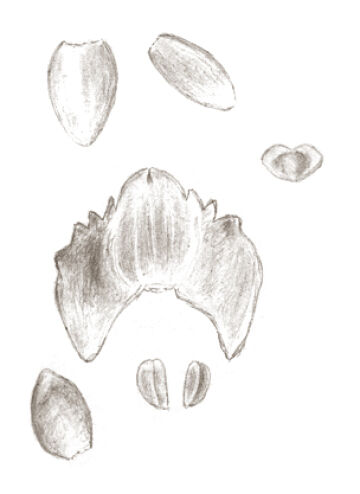 Crepidium hydrophilum