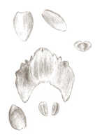 Crepidium hydrophilum: Crepidium hydrophilum (J.J.Sm.) Szlach. (as Microstylis hydrophila J.J.Sm.), floral analysis, drawing J.J. Smith, based on Djibdja 310