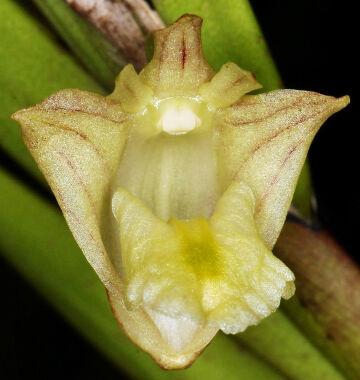 Dendrobium litorale