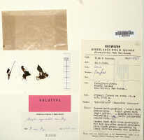 Corybas cymatilis: Corybas cymatilis P.Royen, herbarium sheet, Vink BW 8978, holotype specimen (L)