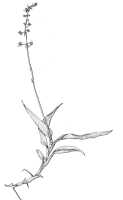 Crepidium productum: Crepidium productum (J.J.Sm.) Szlach. (as Microstylis producta J.J.Sm.), habit, drawing J.J. Smith, based on Gibbs 5677
