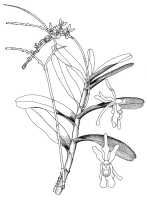 Renanthera edelfeldtii: Renanthera edelfeldtii F.Muell. & Kraenzl., habit and flowers, drawing N.H.S. Howcroft 28, from Ulamona, WNBR