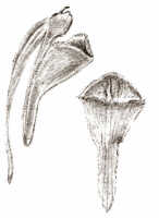 Dendrobium verruculosum: Dendrobium verruculosum Schltr., drawing J.J. Smith, based on Mayr 114