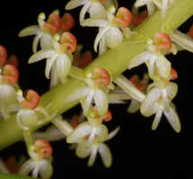 Liparis condylobulbon: Liparis condylobulbon Rchb.f., part of inflorescence, photo John Cara, based on Cara cult. s.n.