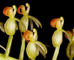 Liparis condylobulbon: Liparis condylobulbon Rchb.f., flowers, lateral view, photo John Cara, based on Cara cult. s.n.