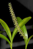 Liparis condylobulbon: Liparis condylobulbon Rchb.f., plant with inflorescence, photo John Cara, based on Cara cult. s.n.