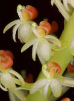 Liparis condylobulbon: Liparis condylobulbon Rchb.f., flowers, various views, photo John Cara, based on Cara cult. s.n.