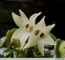 Glomera oligantha: Glomera oligantha Schltr., flowers, photo T. Roelfsema