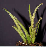 Podochilus scalpelliformis: Podochilus scalpelliformis Blume, plant habit, photo E.F. de Vogel, based on Leiden cult. 20031752