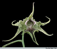 Dendrobium alexandrae: Dendrobium alexandrae Schltr., flower, photo Roy. Bot. Gard. Kew, based on Kew cult.