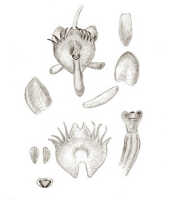 Crepidium pectinatum: overview picture