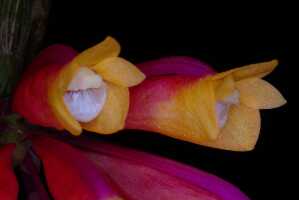 Dendrobium lawesii: Dendrobium lawesii F.Muell., photo John Cara, oblique front view, cult John Cara, from PNG.