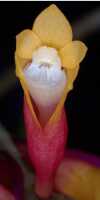 Dendrobium lawesii: Dendrobium lawesii F.Muell., photo John Cara, flower, front view, from below, cult John Cara, from PNG.
