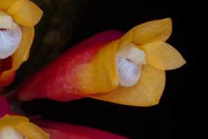 Dendrobium lawesii: Dendrobium lawesii F.Muell., photo John Cara, flower, oblique lateral view, cult John Cara, from PNG.