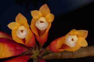 Dendrobium lawesii: Dendrobium lawesii F.Muell., photo John Cara, inflorescence, cult John Cara, from PNG.