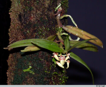Robiquetia gautierensis