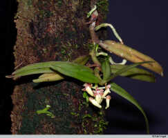 Robiquetia gautierensis: Robiquetia gautierensis (J.J.Sm.) Kocyan & Schuit., plant habit, photo E.F. de Vogel, Leiden cult. 20031520 (Harris 1469) from Papua New Guinea, Gulf Prov.