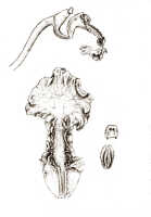 Dendrobium longicolle: Dendrobium longicolle Lindl., as Dendrobium compressicolle J.J.Sm., drawing J.J. Smith, based on Gjellerup 411