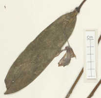 Dendrobium regale: Dendrobium regale Schltr. , detail of isotype specimen: Schlechter 19068 (L)