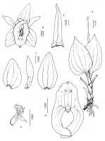 Crepidium curviauriculatum: Crepidium curviauriculata (Szlach. & Marg.) Schuit. & de Vogel, as Pseudoliparis cordanthemon Marg. & Szlach. Column. Drawing by Szlachetko Adansonia sér. 3, 21(2): 279. 1999 
