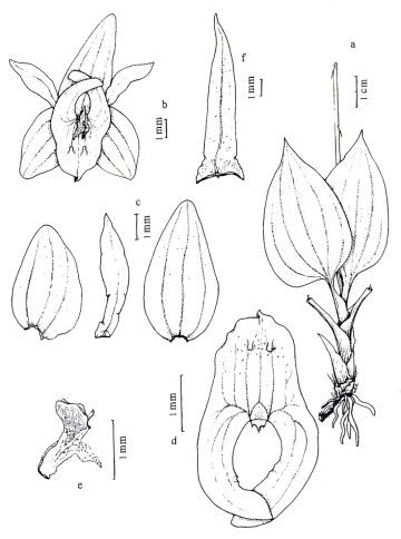 Crepidium curviauriculatum