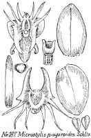 Crepidium paguroides: Crepidium paguroides (Schltr.) Szlach. (as Microstylis paguroides Schltr.), drawing R. Schlechter in Repert. Spec. Nov. Regni Veg. Beih. 21 (1923) t. 54, fig. 187