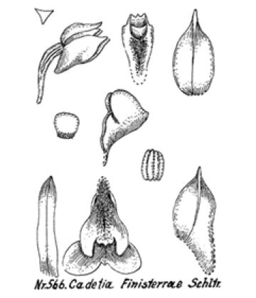 Dendrobium obreniforme