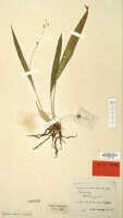 Liparis exilis: Liparis exilis J.J.Sm., herbarium sheet, Versteeg 1665 (isotype specimen L)