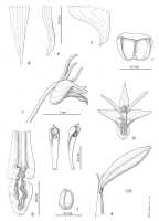 Dendrobium brevitepalum: Dendrobium brevitepalum de Vogel. drawing Eline Hoogendijk in De Vogel, van Vugt & Hoogendijk, Malesian Orchid Journal 22 (2018) 89, fig