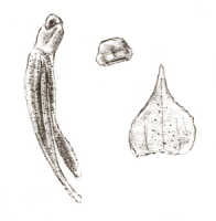 Dendrobium dichaeoides: Dendrobium dichaeoides Schltr., drawing J.J. Smith, based on Gjellerup 1102