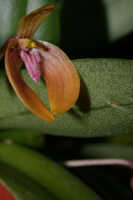 Bulbophyllum arsoanum: Bulbophyllum arsoanum J.J.Sm. , flower, oblique lateral view, photo E.F. de Vogel, Leiden cult. 20031651
