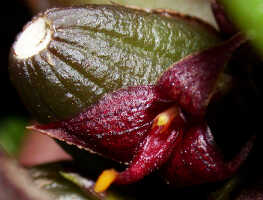 Bulbophyllum codonanthum: Bulbophyllum codonanthum Schltr., flower, oblique front view, photo Ed de Vogel, Leiden cult. 20032132 (de Vogel et al.l), from Papua New Guinea, Western Highlands Prov.