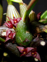 Bulbophyllum codonanthum: Bulbophyllum codonanthum Schltr., pseudobulbs and flowers, photo Ed de Vogel, Leiden cult. 20032036 (de Vogel et al.), from Papua New Guinea, Western Highlands Prov.