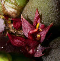 Bulbophyllum codonanthum: Bulbophyllum codonanthum Schltr.,  inflorescences, photo Ed de Vogel, Leiden cult. 20032132 (de Vogel et al.l), from Papua New Guinea, Western Highlands Prov.