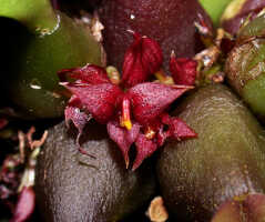 Bulbophyllum codonanthum: Bulbophyllum codonanthum Schltr., pseudobulbs with inflorescences, photo Ed de Vogel, Leiden cult. 20032132 (de Vogel et al.l), from Papua New Guinea, Western Highlands Prov.