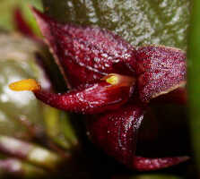Bulbophyllum codonanthum: Bulbophyllum codonanthum Schltr., flower, lateral view from above, photo Ed de Vogel, Leiden cult. 20032132 (de Vogel et al.l), from Papua New Guinea, Western Highlands Prov.