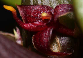 Bulbophyllum codonanthum: Bulbophyllum codonanthum Schltr., flower, lateral view, photo Ed de Vogel, Leiden cult. 20032132 (de Vogel et al.l), from PNG, Western Highlands Prov.  Image Name: Bulbophyllum codonanthum 