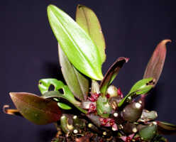 Bulbophyllum codonanthum: Bulbophyllum codonanthum Schltr., plant habit, photo Ed de Vogel, Leiden cult. 20032036 (de Vogel et al.l), from Papua New Guinea, Western Highlands Prov