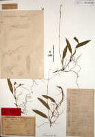 Bulbophyllum crocodilus: Bulbophyllum crocodilus J.J.Sm., herbarium sheet, Gjellerup 999 (holotype specimen BO)