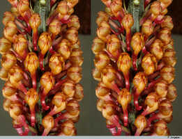 Robiquetia hamata: Robiquetia hamata Schltr., inflorescence (stereo image), photo P. Jongejan, based on Jongejan 3102
