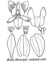 Crepidium undulatum: overview picture