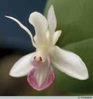 Dendrobium versteegii: Dendrobium versteegii J.J.Sm.,  flower, photo A. Schuiteman, based on Leiden cult. 950205