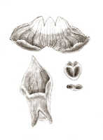 Mediocalcar versteegii: Mediocalcar versteegii J.J.Sm. subsp. versteegii (as Mediocalcar cluniforme J.J.Sm.), sepals, lip, anther, pollinia, drawing J.J. Smith, based on Janowsky 417